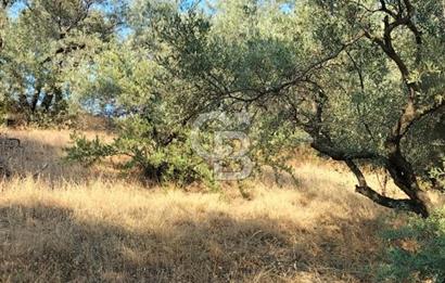 Yola 40 MT Mesafede, 10 Zeytin Ağaçlı Bahçe 