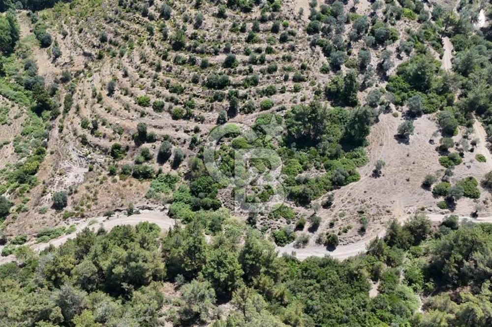 SEFERİHİSAR ORHANLIDA YOLA CEPHELİ 2.726 m² ZEYTİN AĞAÇLI TARLA