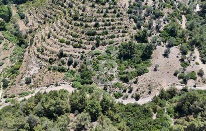 SEFERİHİSAR ORHANLIDA YOLA CEPHELİ 2.726 m² ZEYTİN AĞAÇLI TARLA