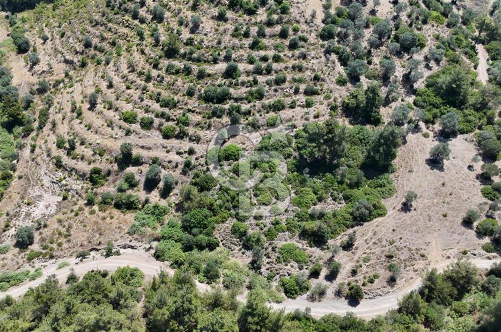 SEFERİHİSAR ORHANLIDA YOLA CEPHELİ 2.726 m² ZEYTİN AĞAÇLI TARLA