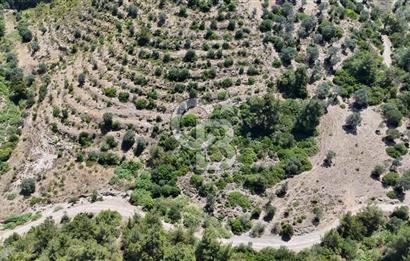 SEFERİHİSAR ORHANLIDA YOLA CEPHELİ 2.726 m² ZEYTİN AĞAÇLI TARLA