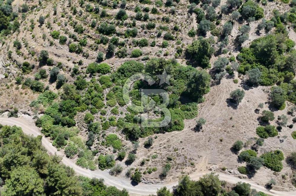 SEFERİHİSAR ORHANLIDA YOLA CEPHELİ 2.726 m² ZEYTİN AĞAÇLI TARLA