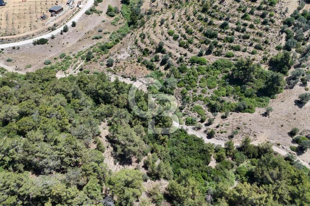 SEFERİHİSAR ORHANLIDA YOLA CEPHELİ 2.726 m² ZEYTİN AĞAÇLI TARLA