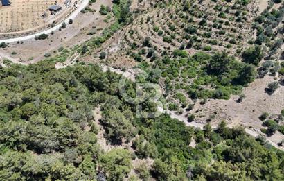 SEFERİHİSAR ORHANLIDA YOLA CEPHELİ 2.726 m² ZEYTİN AĞAÇLI TARLA