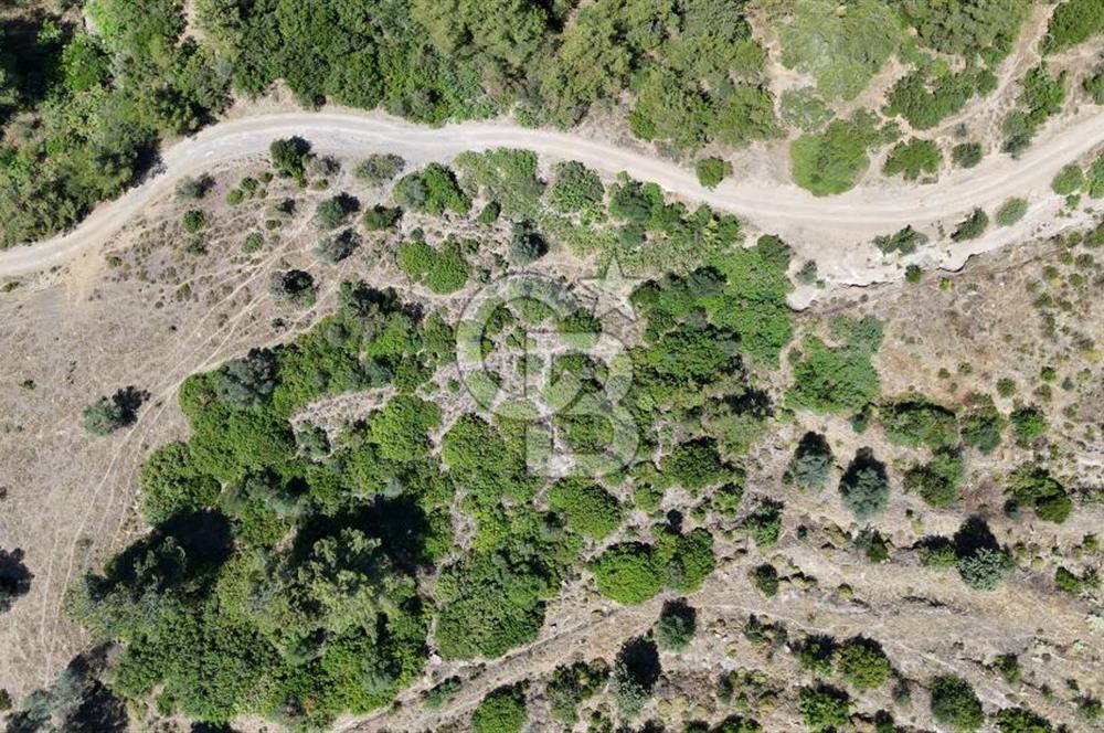 SEFERİHİSAR ORHANLIDA YOLA CEPHELİ 2.726 m² ZEYTİN AĞAÇLI TARLA