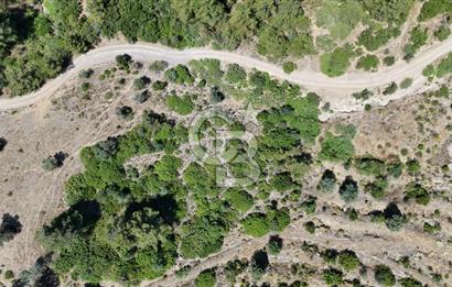 SEFERİHİSAR ORHANLIDA YOLA CEPHELİ 2.726 m² ZEYTİN AĞAÇLI TARLA