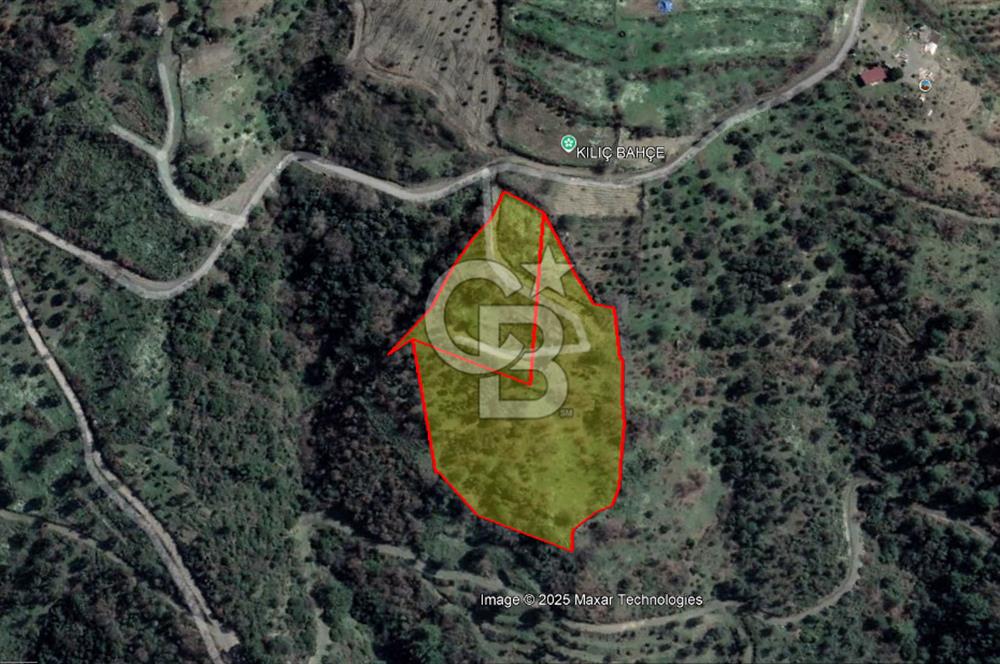 Güzelbahçe Payamlıda Satılık 3303,73 m² Verimli Zeytinlik