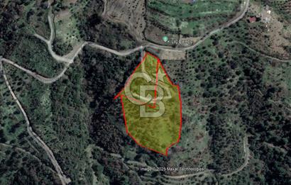 Güzelbahçe Payamlıda Satılık 3303,73 m² Verimli Zeytinlik