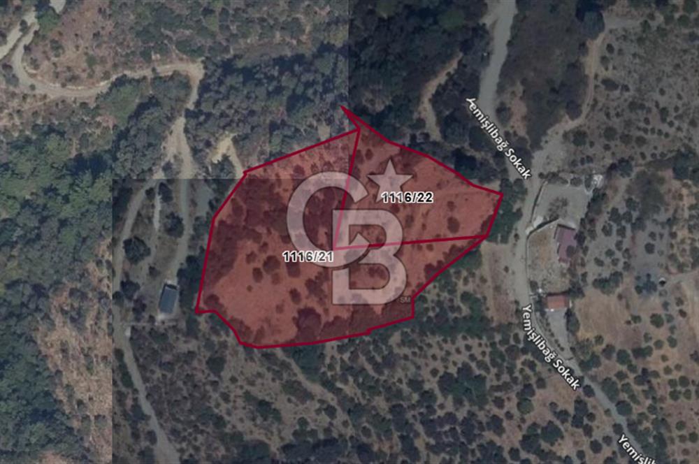 Güzelbahçe Payamlıda Satılık 3303,73 m² Verimli Zeytinlik
