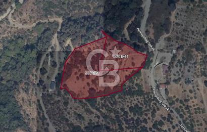 Güzelbahçe Payamlı Doğruca Yol Mevkii’nde 8133,90m² Satılık Bağ ve Zeytinlik