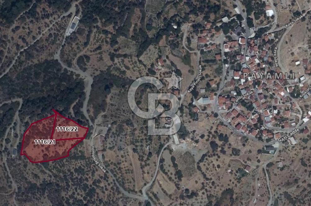 Güzelbahçe Payamlıda Satılık 3303,73 m² Verimli Zeytinlik