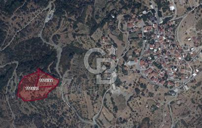 Güzelbahçe Payamlı Doğruca Yol Mevkii’nde 8133,90m² Satılık Bağ ve Zeytinlik