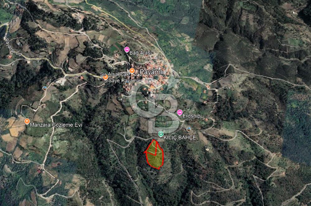 Güzelbahçe Payamlıda Satılık 3303,73 m² Verimli Zeytinlik
