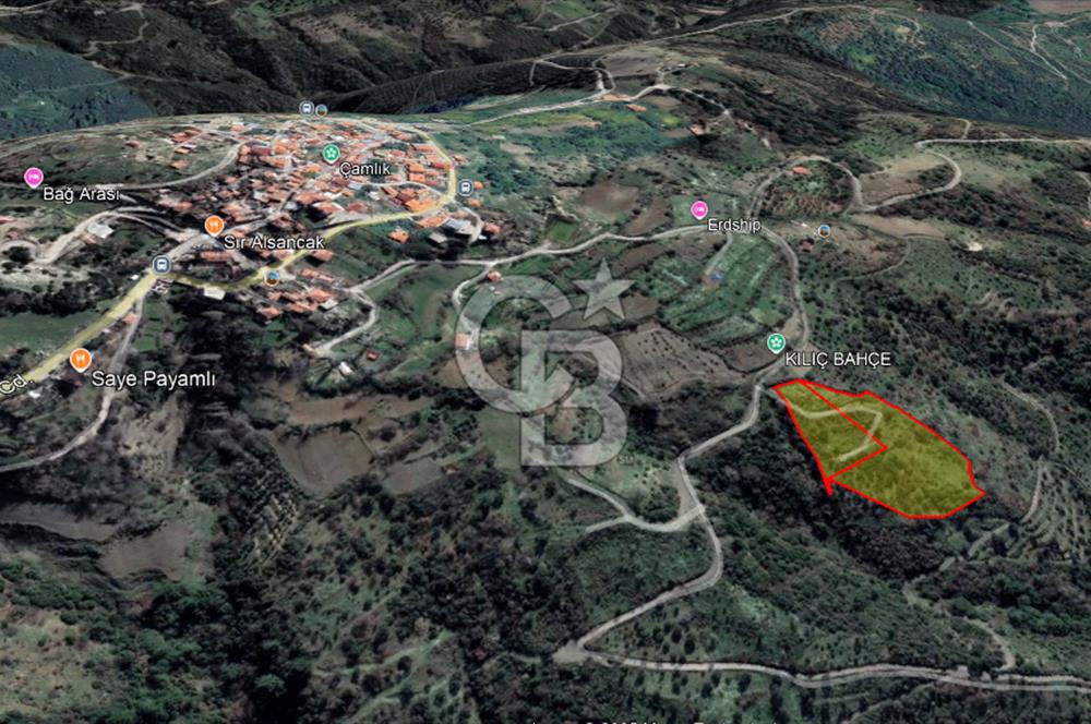 Güzelbahçe Payamlıda Satılık 3303,73 m² Verimli Zeytinlik