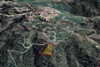 Güzelbahçe Payamlıda Satılık 3303,73 m² Verimli Zeytinlik
