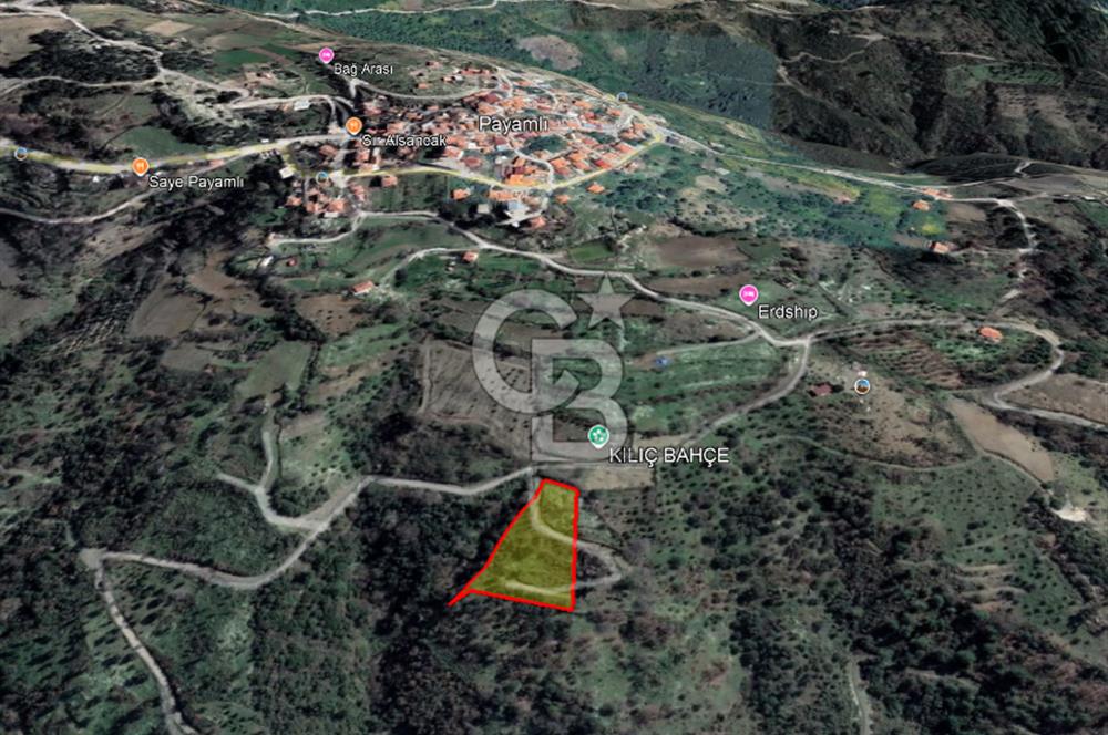 Güzelbahçe Payamlı Doğruca Yol Mevkii’nde 8133,90m² Satılık Bağ ve Zeytinlik