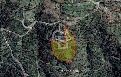 Güzelbahçe Payamlı Doğruca Yol Mevkii’nde 8133,90m² Satılık Bağ ve Zeytinlik