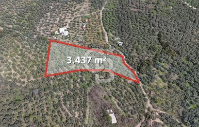 Mudanya Kumyaka'da Yola Cephe Arazi (Araç Takaslı)