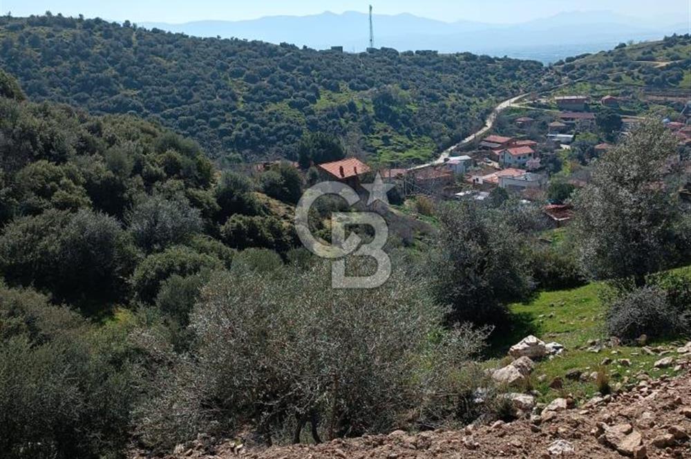 BAYINDIR YUSUFLU DA YATIRIMLIK MANZARALI ZEYTİNLİK