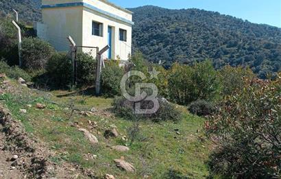 BAYINDIR YUSUFLU DA YATIRIMLIK MANZARALI ZEYTİNLİK