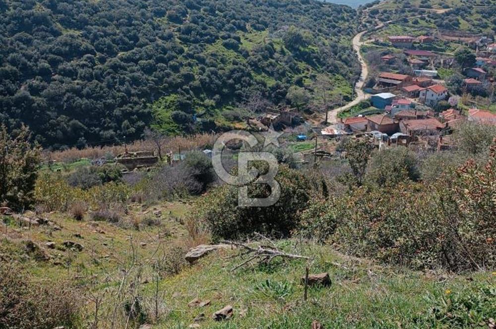 BAYINDIR YUSUFLU DA YATIRIMLIK MANZARALI ZEYTİNLİK