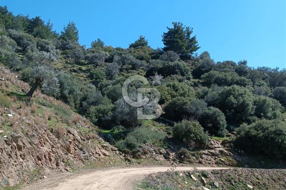 BAYINDIR YUSUFLU DA YATIRIMLIK MANZARALI ZEYTİNLİK