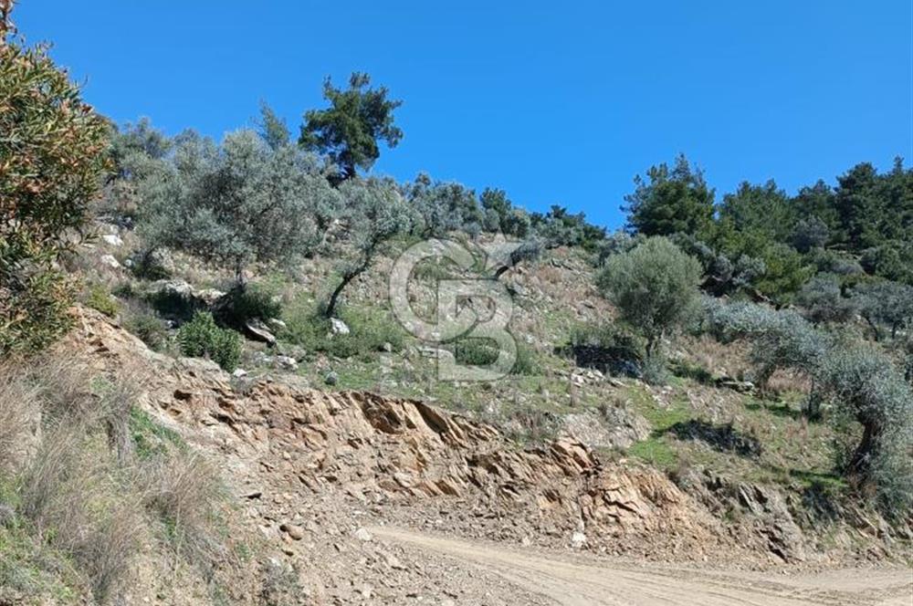 BAYINDIR YUSUFLU DA YATIRIMLIK MANZARALI ZEYTİNLİK