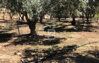BAYINDIR ARIKBAŞI DA SATILIK 571 M2 İMARLI YOLA CEPHELİ ARSA