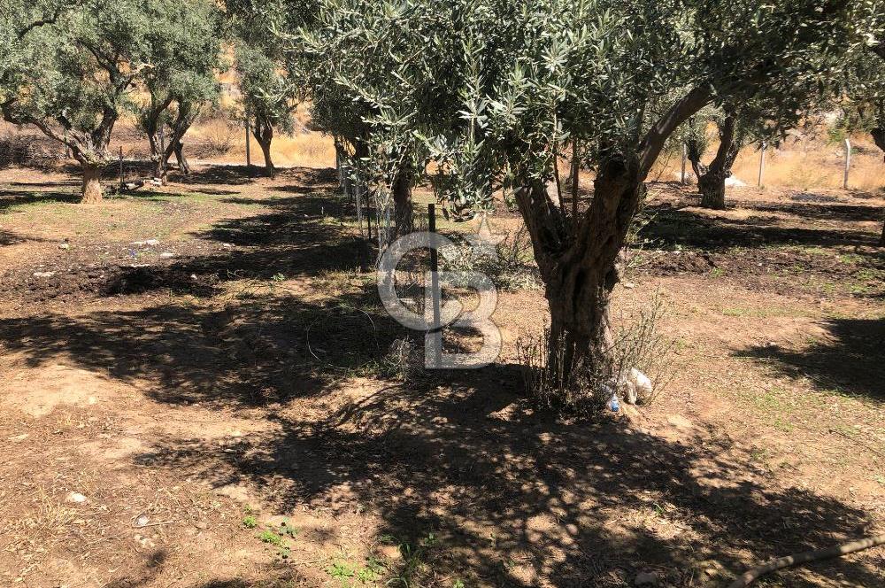 BAYINDIR ARIKBAŞI DA SATILIK 571 M2 İMARLI YOLA CEPHELİ ARSA
