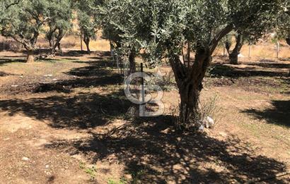 BAYINDIR ARIKBAŞI DA SATILIK 571 M2 İMARLI YOLA CEPHELİ ARSA