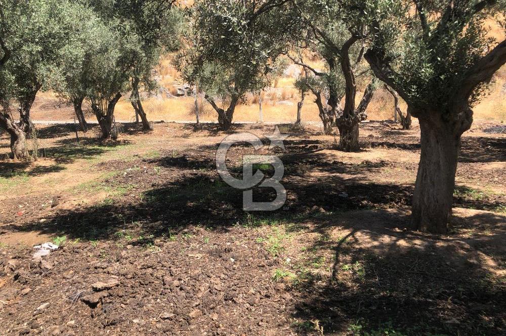 BAYINDIR ARIKBAŞI DA SATILIK 571 M2 İMARLI YOLA CEPHELİ ARSA