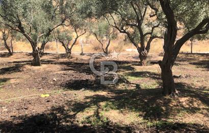 BAYINDIR ARIKBAŞI DA SATILIK 571 M2 İMARLI YOLA CEPHELİ ARSA