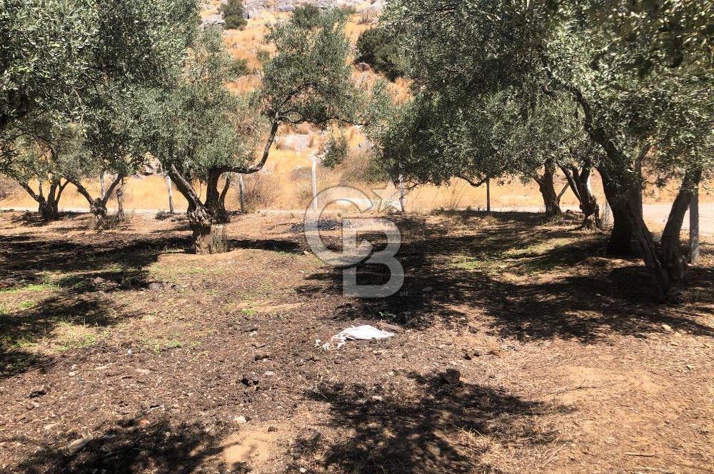 BAYINDIR ARIKBAŞI DA SATILIK 571 M2 İMARLI YOLA CEPHELİ ARSA