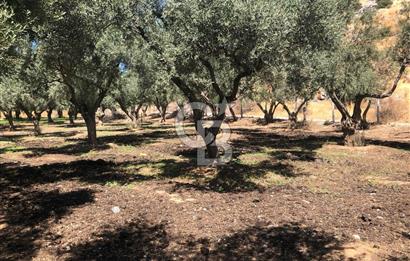 BAYINDIR ARIKBAŞI DA SATILIK 571 M2 İMARLI YOLA CEPHELİ ARSA