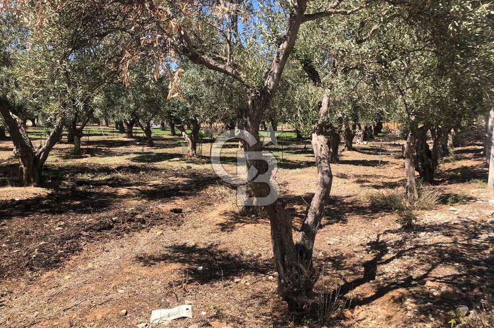 BAYINDIR ARIKBAŞI DA SATILIK 571 M2 İMARLI YOLA CEPHELİ ARSA