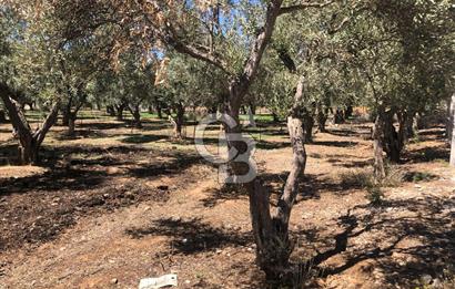 BAYINDIR ARIKBAŞI DA SATILIK 571 M2 İMARLI YOLA CEPHELİ ARSA
