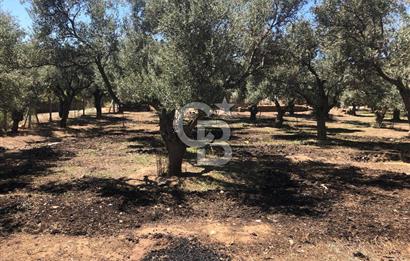 BAYINDIR ARIKBAŞI DA SATILIK 571 M2 İMARLI YOLA CEPHELİ ARSA