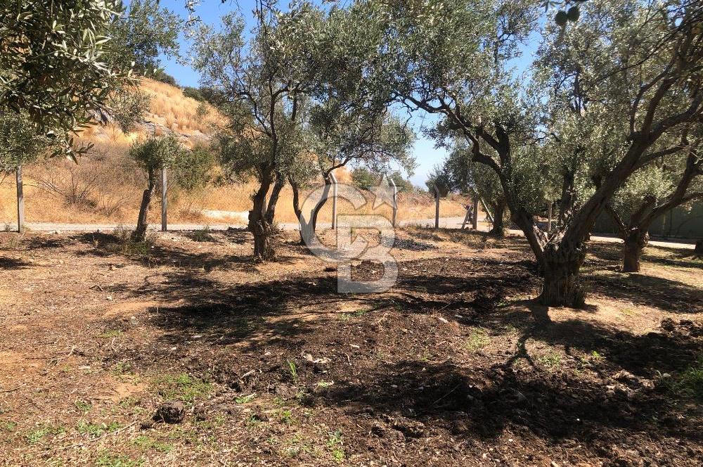 BAYINDIR ARIKBAŞI DA SATILIK 571 M2 İMARLI YOLA CEPHELİ ARSA