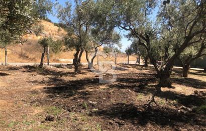 BAYINDIR ARIKBAŞI DA SATILIK 571 M2 İMARLI YOLA CEPHELİ ARSA