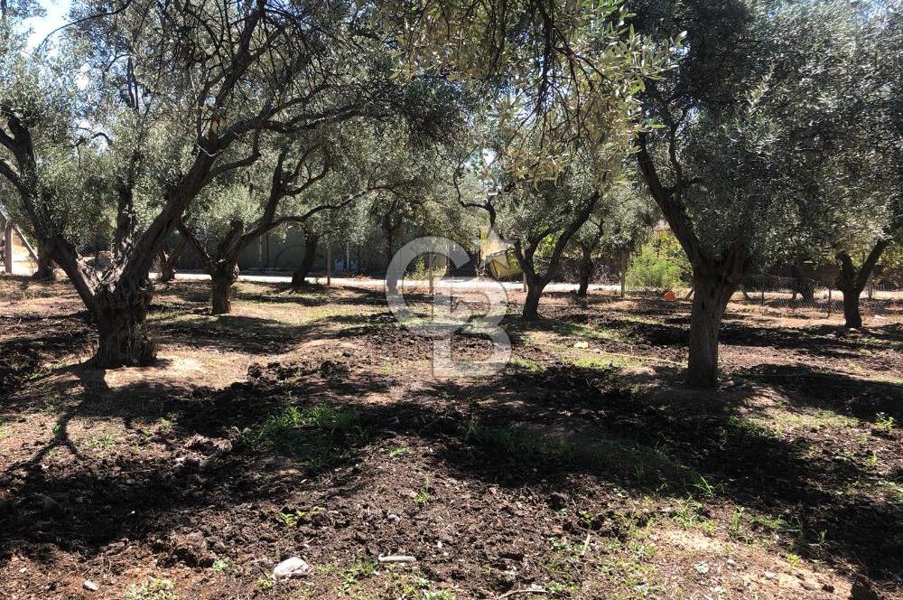 BAYINDIR ARIKBAŞI DA SATILIK 571 M2 İMARLI YOLA CEPHELİ ARSA