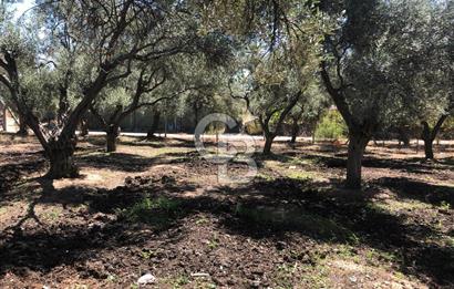 BAYINDIR ARIKBAŞI DA SATILIK 571 M2 İMARLI YOLA CEPHELİ ARSA