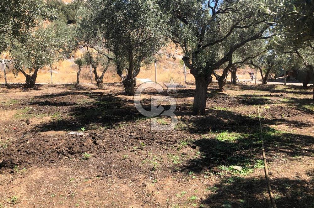 BAYINDIR ARIKBAŞI DA SATILIK 571 M2 İMARLI YOLA CEPHELİ ARSA