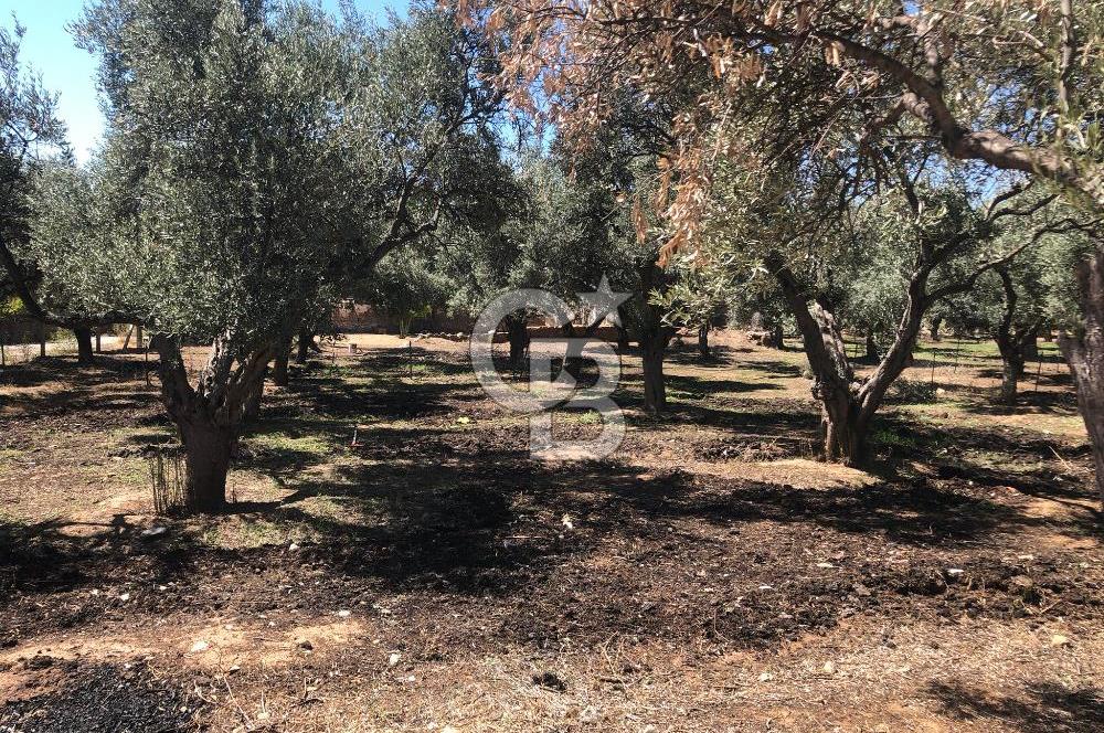 BAYINDIR ARIKBAŞI DA SATILIK 571 M2 İMARLI YOLA CEPHELİ ARSA