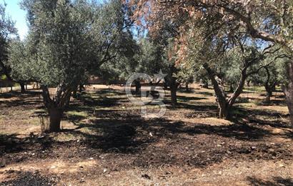 BAYINDIR ARIKBAŞI DA SATILIK 571 M2 İMARLI YOLA CEPHELİ ARSA
