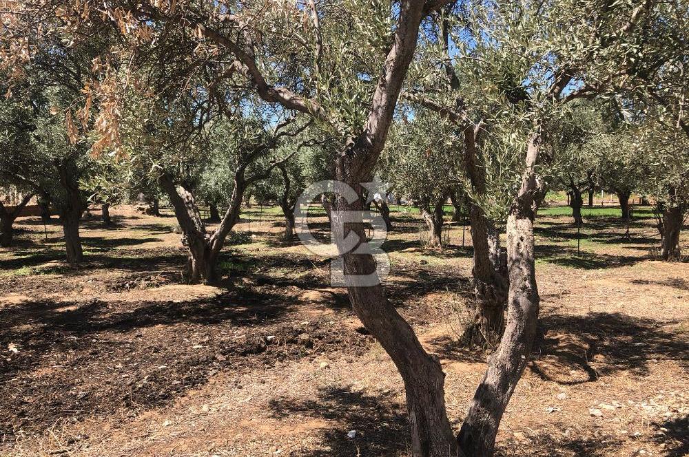 BAYINDIR ARIKBAŞI DA SATILIK 571 M2 İMARLI YOLA CEPHELİ ARSA