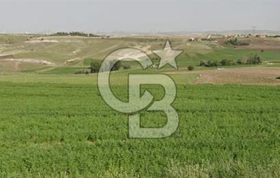 YAPRACIKTA TAYMEK ÜSTÜ 2166 m² İMARLI SATILIK ARSA