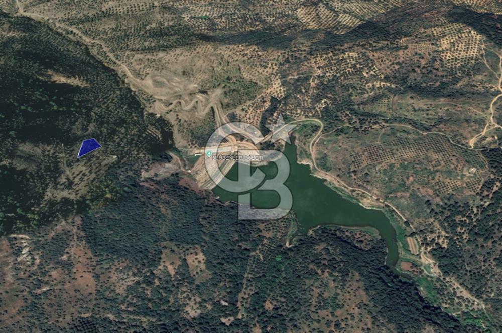 CB KiNG'DEN BALIKESİR/GÖMEÇ ULUBEYLER MAHALLESİ SATILIK ZEYTİNLİK