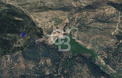 CB KiNG'DEN BALIKESİR/GÖMEÇ ULUBEYLER MAHALLESİ SATILIK ZEYTİNLİK