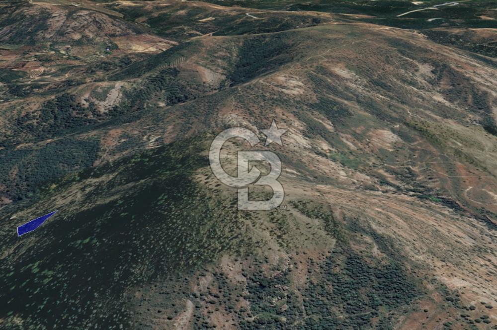 CB KiNG'DEN BALIKESİR/GÖMEÇ ULUBEYLER MAHALLESİ SATILIK ZEYTİNLİK