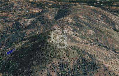 CB KiNG'DEN BALIKESİR/GÖMEÇ ULUBEYLER MAHALLESİ SATILIK ZEYTİNLİK